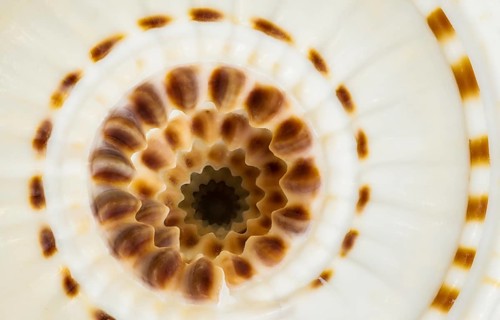 Detailed macro shot of a sundial seashell, revealing its mesmerizing spiral structure, earthy