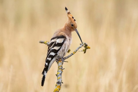 Hoopoe (Upupa epops) Hungary
