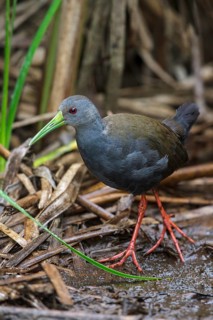 Blackish Rail (Pardirallus nigricans) feeding in a marsh in the Atlantic rainforest of southeast