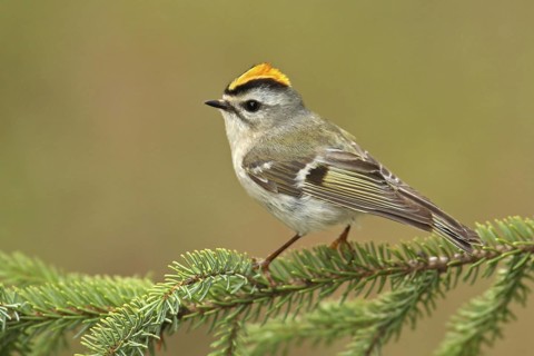 Golden-crowned Kinglet (Regulus satrapa), Michigan, USA
