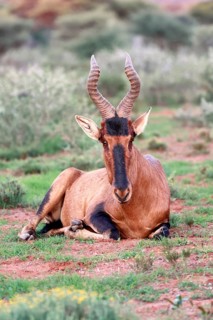 Red hartebeest (Alcelaphus buselaphus caama), Kaama, adult, sitting, alert, Mokala National Park,