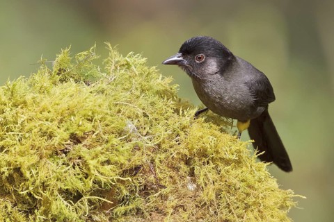 Yellow-thighed Finch (Pselliophorus tibialis) perched on a mossy stump in Costa Rica, Central