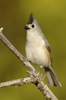 Black-crested Titmouse (Baeolophus atricristatus), Texas, USA