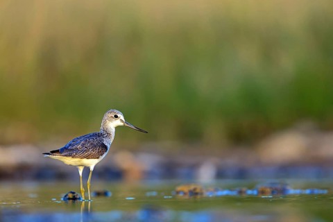 Greenshank, (Tringa nebularia) Wading bird, limesticks, foraging in mudflats, snipe family Salalah,