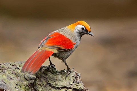 Red-tailed Laughingthrush (Trochalopteron milnei), Yunnan, China