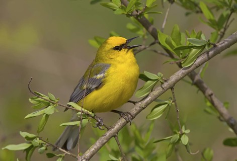 Blue-winged Warbler - male