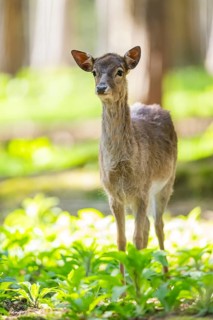 Fallow deer (Dama dama) fawn, in a forest, Bavaria, Germany