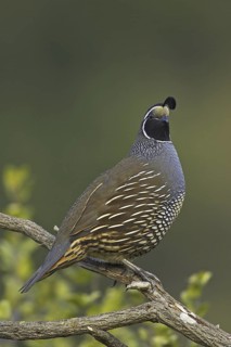 California Quail (Callipepla californica) male, California, USA