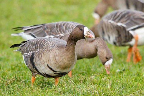Greater White-fronted Goose (Anser albifrons) foraging, North Rhine-Westphalia, Germany