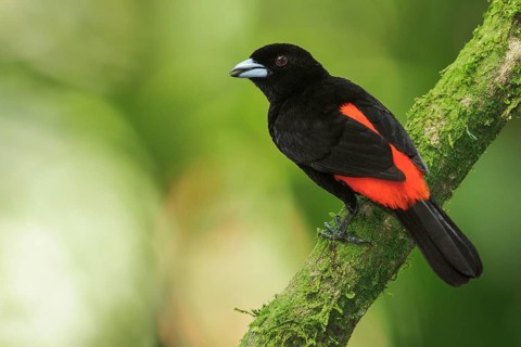 Passerini's Tanager (Ramphocelus passerinii) perched on a branch in Costa Rica