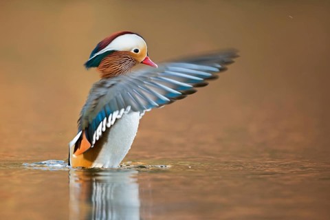 Mandarin Duck (Aix galericulata) male flapping, North Rhine-Westphalia, Germany
