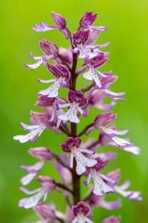 Purple Orchid (Orchis purpurea), Leutra, Jena, Thuringia, Germany