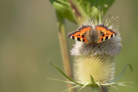 Small tortoiseshell butterfly (Aglais urticae) adult insect feeding on a Teasel flower in summer,