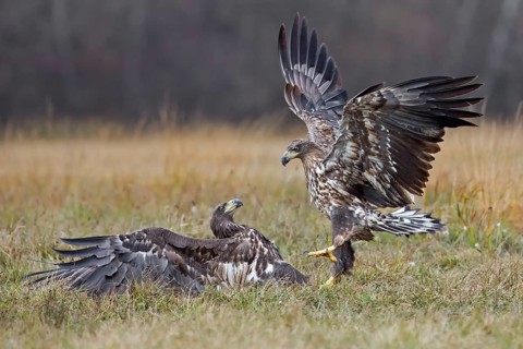 White-tailed Eagle (Haliaeetus albicilla) juvenile, Poland