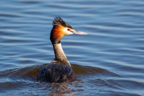 Great Crested Grebe (Podiceps cristatus), Netherlands