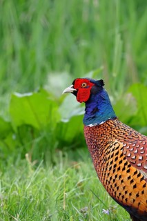 Pheasant, hunting pheasant (Phasianus colchicus), adult male bird in a meadow, animal portrait,