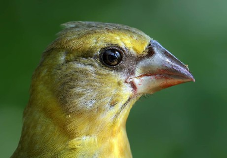 Evening Grosbeak (Hesperiphona vespertina) juvenile, Saskatchewan, Canada