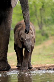 African elephant (Loxodonta africana), young animal, mother, young animal with mother, at the