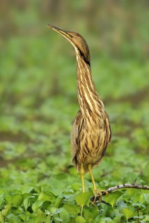 American Bittern (Botaurus lentiginosus), Texas, USA