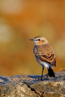 Isabelline Wheatear, (Oenanthe isabellina), biotope, habitat, foraging, animals, birds, songbird,