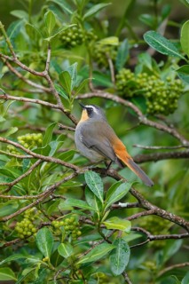 Cape Robin (Cossypha caffra), adult, on bush, vigilant, foraging, Kirstenbosch Botanic Gardens,