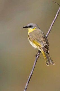 Grey-headed Honeyeater (Ptilotula keartlandi), Northern Territory, Australia