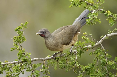 Plain Chachalaca (Ortalis vetula mccalli), Texas, USA