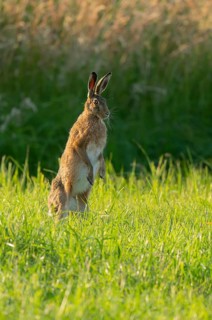 European hare (Lepus europaeus) standing on its hind paws in a green meadow, making a cone,