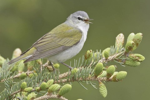 Tennessee Warbler (Leiothlypis peregrina) singing, Manitoba, Canada