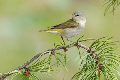 Tennessee Warbler (Leiothlypis peregrina) perched on a branch, Texas, USA