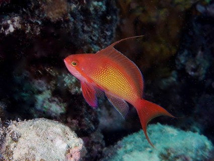 Common lionfish (Pseudanthias squamipinnis)