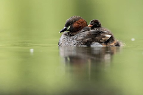 Little Grebe (Tachybaptus ruficollis) with chicks, Hesse, Germany