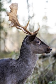 Fallow deer (Dama dama), portrait, male, captive, Landsberg am Lech Wildlife Park, Upper Bavaria,