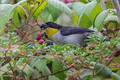 White-naped Brush-Finch (Atlapetes albinucha) perched on a branch in Costa Rica