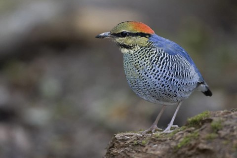 Blue Pitta (Hydrornis cyaneus) male, Chaiyaphum, Thailand