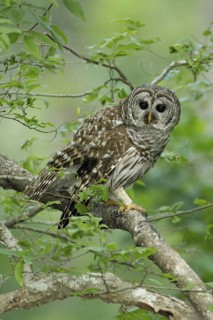 Barred Owl (Strix varia), Texas, USA