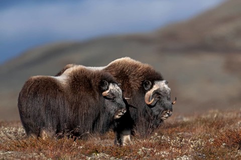 Two subadult musk oxen (Ovibos moschatus) attentively observe a group of conspecifics, autumn,