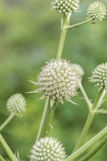 Palmlilien-Mannstreu (Eryngium yuccifolium), Ihlenweg 7, Federal Republic of Germany