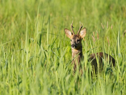 Roe deer (Capreolus capreolus), roebuck standing in a wet meadow, in a wetland biotope, wildlife,