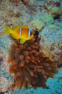 Fluorescent bubble-tip anemone (Entacmaea quadricolor) with red sea clownfish (Amphiprion