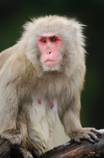 Close-up of a snow monkey with a red face and thick fur in a natural environment, red-faced macaque