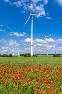 Wind farm, field with flower strips, insect-friendly border of fields with mixed flowers, poppies,