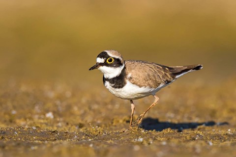 Little Ringed Plover (Charadrius dubius) female foraging, North Rhine-Westphalia, Germany