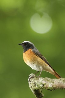 Common Redstart (Phoenicurus phoenicurus) male, Lower Saxony, Germany