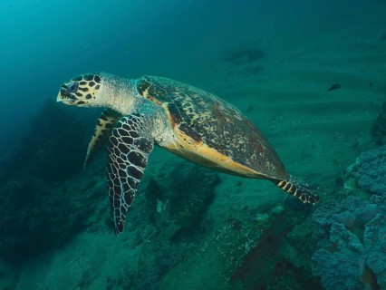 Pacific Hawksbill sea turtle (Eretmochelys imbricata bissa)
