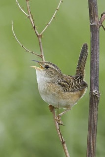 Sedge Wren (Cistothorus platensis) singing, Manitoba, Canada