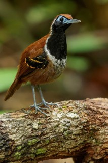 Ferruginous-backed Antbird (Myrmeciza ferruginea) perched on a branch in the rainforest of Guyana