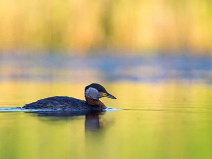 Red-necked Grebe (Podiceps grisegena), Mecklenburg-Western Pomerania, Germany