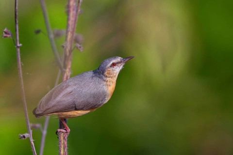 Brown-bellied Sylvietta, (Sylvietta brachyura), animals, birds, perching site, Marakissa Area,