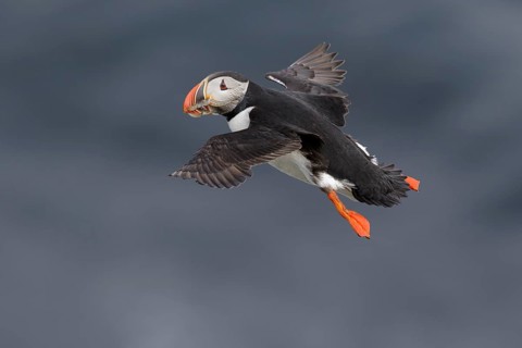 Atlantic Puffin (Fratercula arctica) flying, Grimsey Island, Iceland